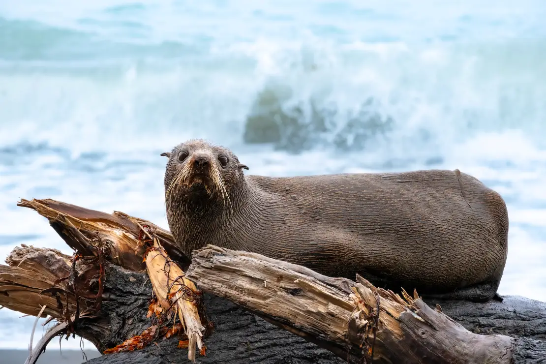 Fur seal in Kaikoura